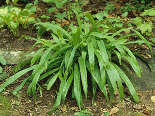 Carex plantaginea (Plantainleaf sedge)