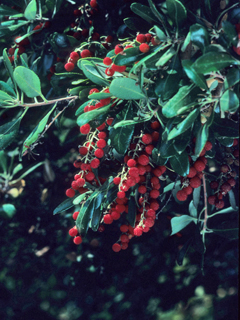 Comarostaphylis diversifolia ssp. planifolia (Channel island summer holly)