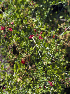 Gambelia speciosa (Showy greenbright)