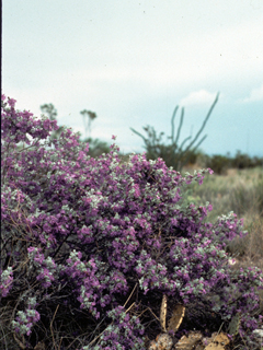 Leucophyllum candidum (Brewster county barometerbush)