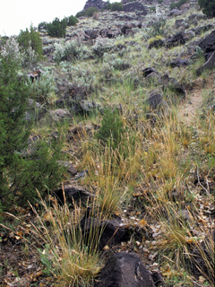 Poa fendleriana (Muttongrass)