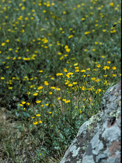 Potentilla hippiana (Woolly cinquefoil)