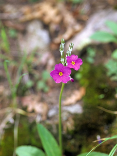 Primula rusbyi (Rusby's primrose)