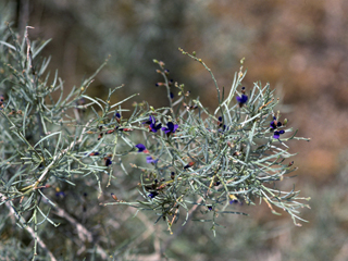 Psorothamnus schottii (Schott's dalea)