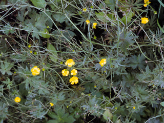 Ranunculus macounii (Macoun's buttercup)