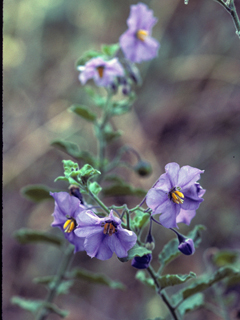 Solanum wallacei (Catalina nightshade)