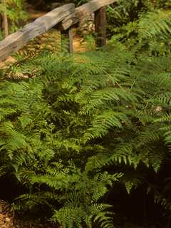 Pteridium aquilinum var. pubescens (Hairy bracken fern)