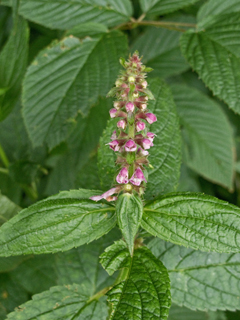 Stachys clingmanii (Clingman's hedgenettle)