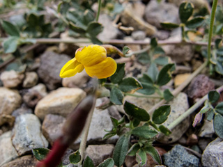 Lotus plebeius (New mexico bird's-foot trefoil)