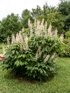 Aesculus parviflora (Bottlebrush buckeye)