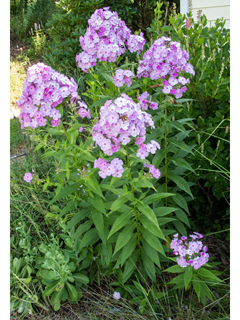 Phlox paniculata (Fall phlox)