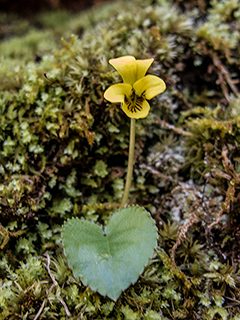 Viola rotundifolia (Roundleaf yellow violet)