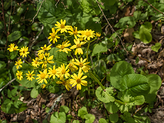 Packera aurea (Golden groundsel)