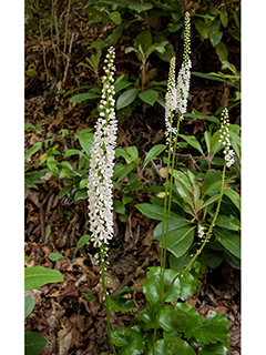 Galax urceolata (Beetleweed)