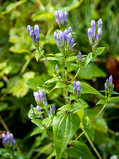 Gentianella quinquefolia ssp. quinquefolia (Agueweed)