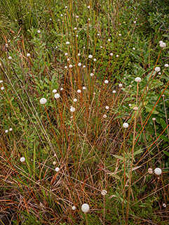 Eriocaulon lineare (Narrow pipewort)