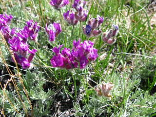 Oxytropis besseyi var. ventosa (Bessey's locoweed)