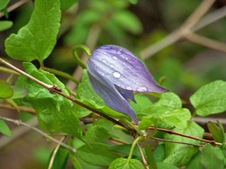 Clematis occidentalis (Western blue virginsbower)