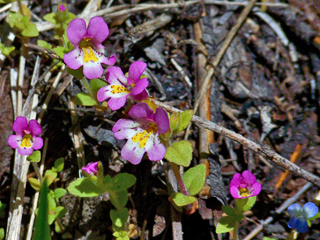 Mimulus clivicola (North idaho monkeyflower)