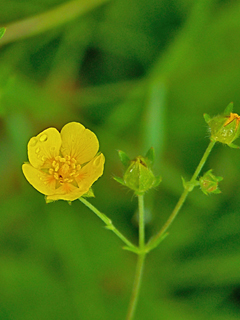 Potentilla drummondii (Drummond's cinquefoil)