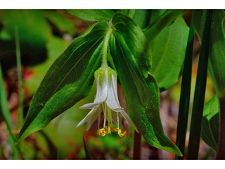 Prosartes trachycarpa (Roughfruit fairybells)