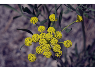 Lomatium triternatum (Nineleaf biscuitroot)