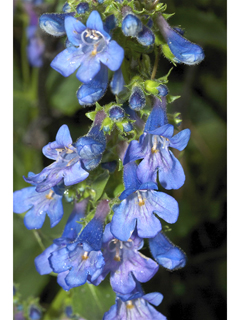 Penstemon rydbergii (Rydberg's penstemon)