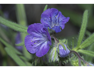 Phacelia linearis (Threadleaf phacelia)