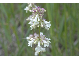 Penstemon attenuatus (Sulphur penstemon)