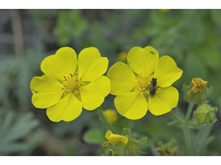 Potentilla drummondii ssp. drummondii (Drummond's cinquefoil)