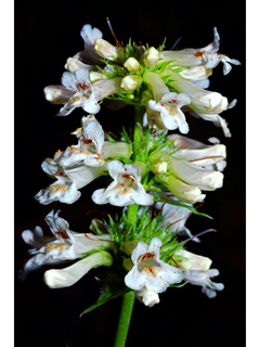 Penstemon confertus (Yellow penstemon)