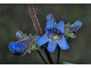 Penstemon humilis ssp. humilis (Low penstemon)