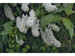 Prunus virginiana var. melanocarpa (Black chokecherry)