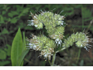 Phacelia hastata (Silverleaf phacelia)