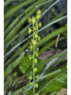 Mitella breweri (Brewer's miterwort)