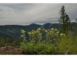 Potentilla flabellifolia (High mountain cinquefoil)