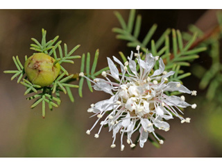 Dalea pinnata var. pinnata (Summer farewell)