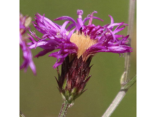 Vernonia angustifolia var. angustifolia (Tall ironweed)