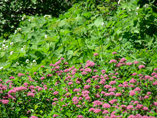 Spiraea splendens (Rose meadowsweet)