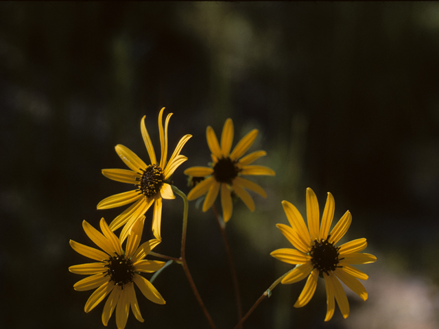 Helianthus angustifolius (Swamp sunflower) #26818