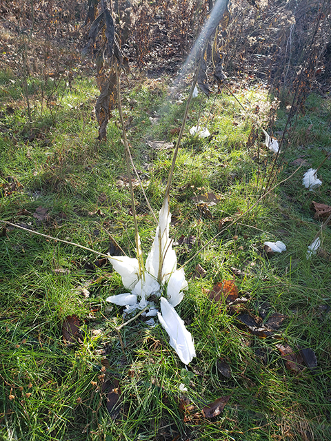 Verbesina virginica (Frostweed) #87888