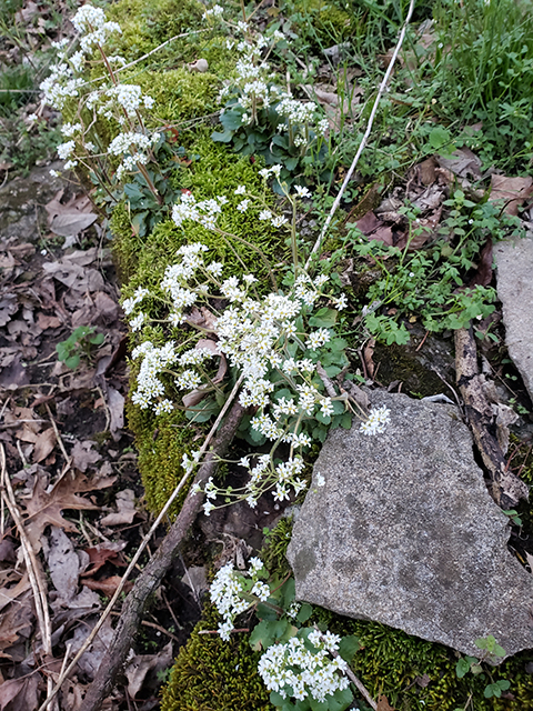 Saxifraga virginiensis (Early saxifrage) #87911