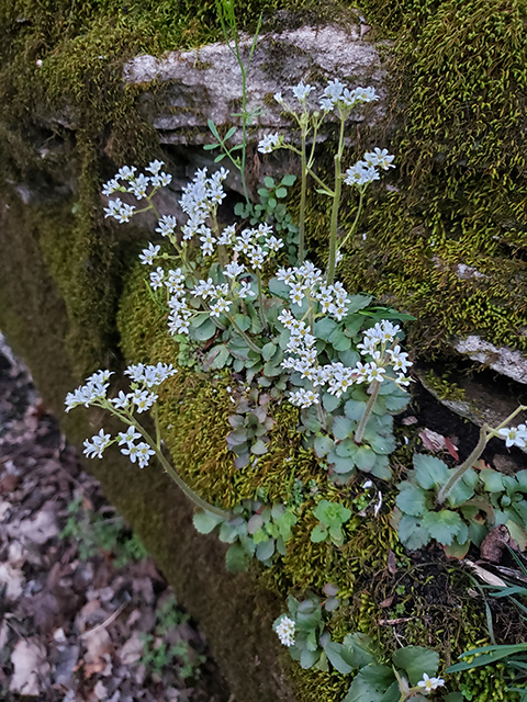 Saxifraga virginiensis (Early saxifrage) #87912