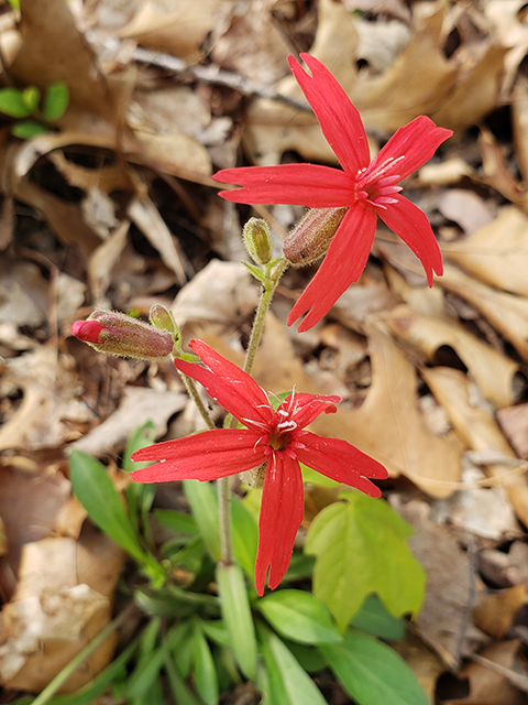 Silene virginica (Fire pink) #87932