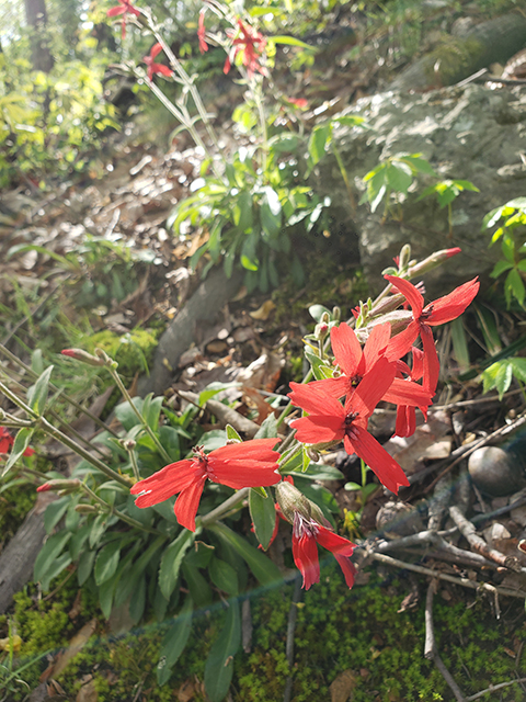 Silene virginica (Fire pink) #87936