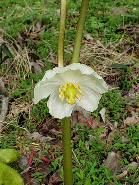 Podophyllum peltatum (Mayapple) #87942