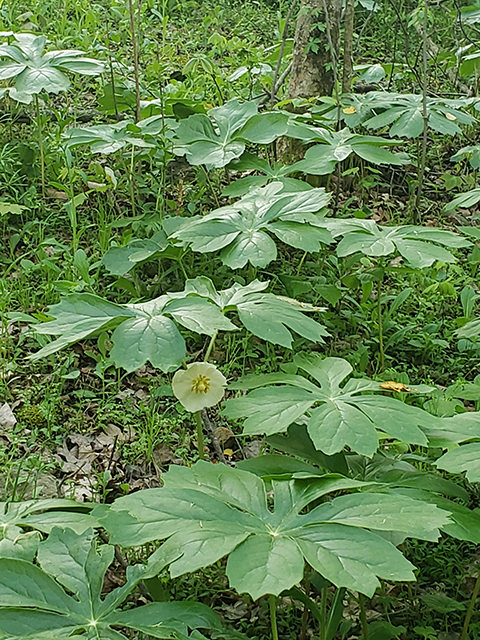 Podophyllum peltatum (Mayapple) #87954