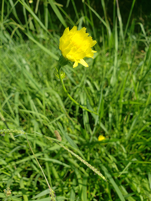 Pyrrhopappus carolinianus (Carolina desert-chicory) #87975