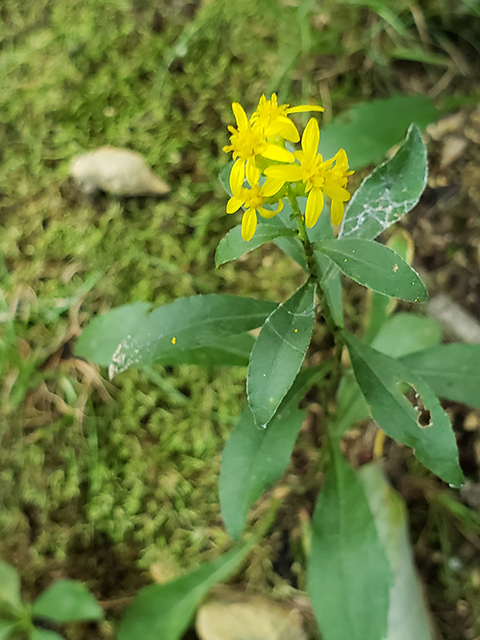 Solidago erecta (Showy goldenrod) #87989