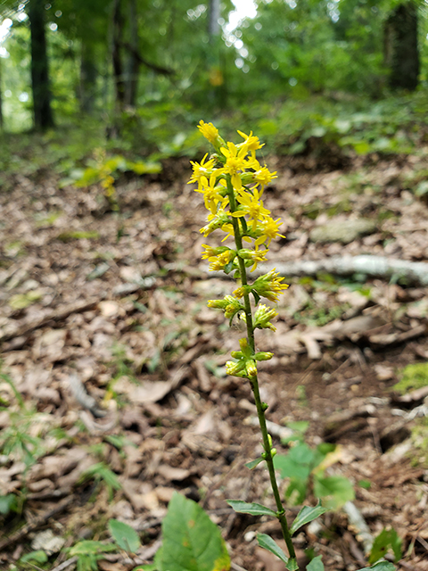 Solidago erecta (Showy goldenrod) #87991